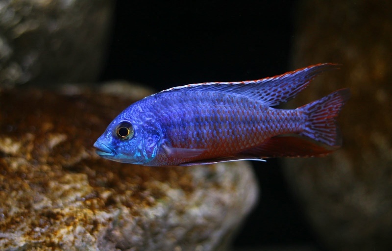 Protomelas taeniolatus 'Namalenje Island'